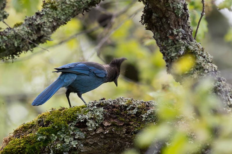 Steller's jay (Cyanocitta stelleri)